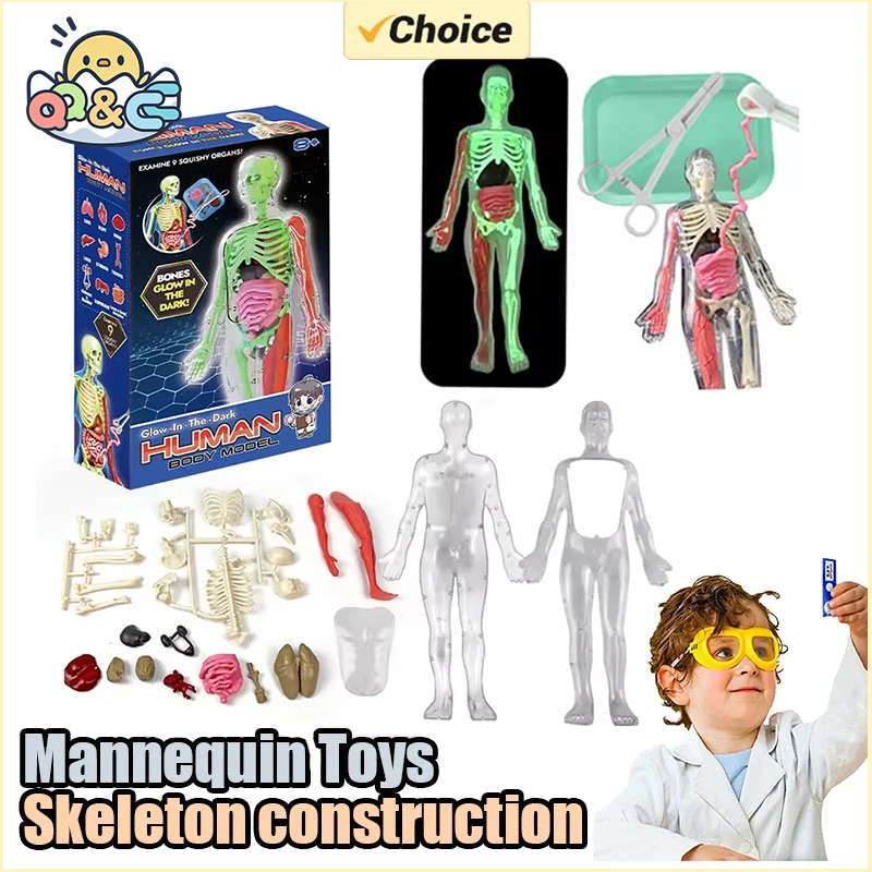 Human Skeleton Organ Anatomy B - Model Kit Fantasy recension och pris