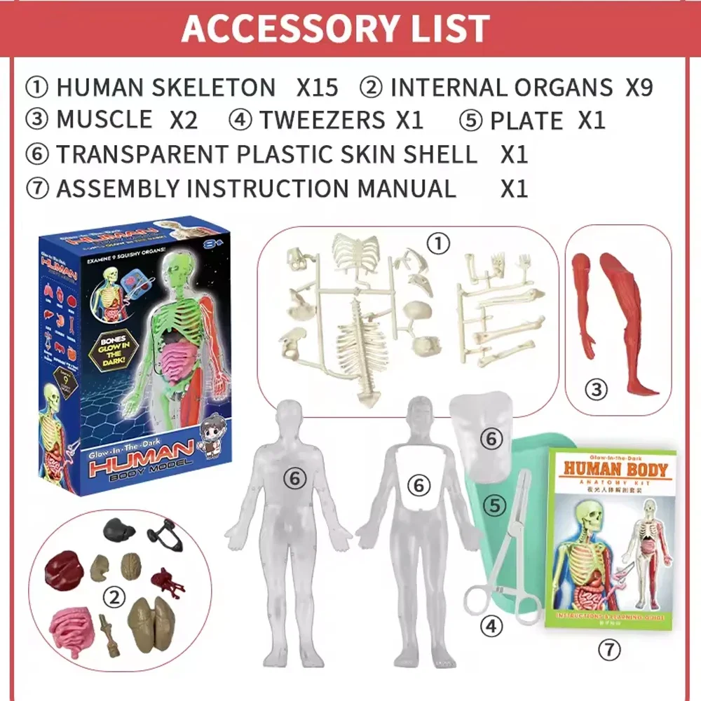 Human Skeleton Organ Anatomy B - Model Kit Fantasy recension och pris